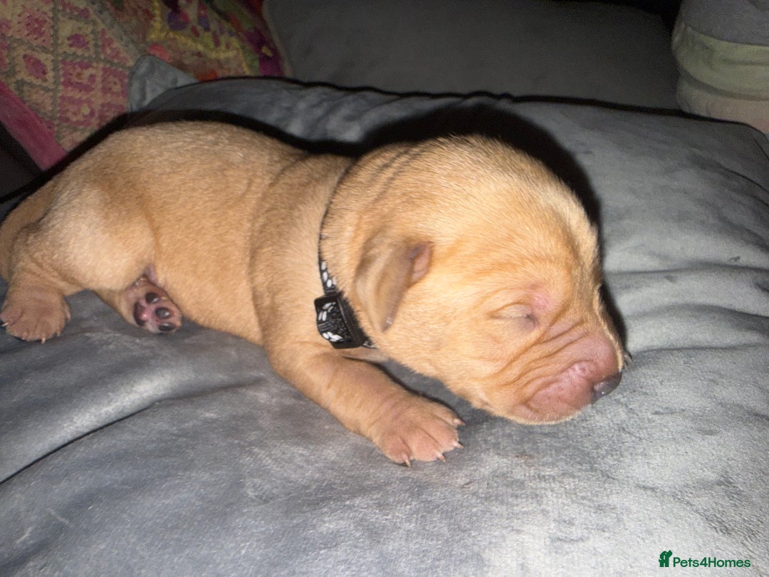 Labrador Retriever dogs for sale: Labrador X Boxerdore puppies  - Advert 19