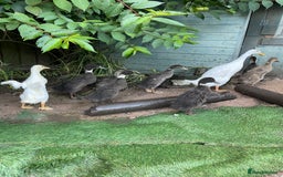 Ducks poultry for sale: Indian runner ducklings  - Image 2