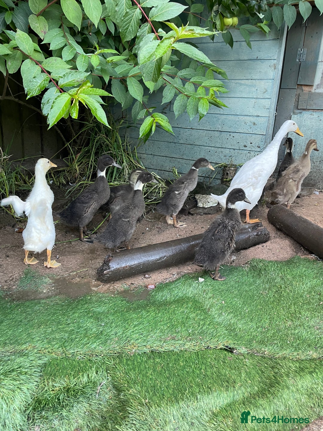 Ducks poultry for sale: Indian runner ducklings  - Image 2