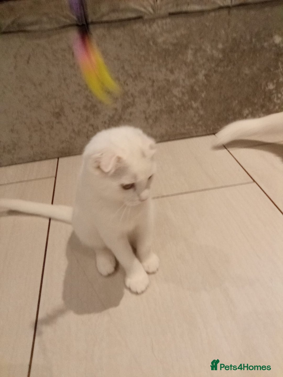 Scottish Fold cats for sale: 1 cutie cream folded girl & 1 straight cream  girl - Image 18