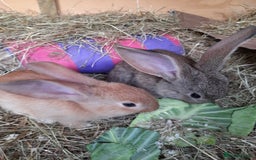 Continental Giant rabbits for sale: Beautiful Giant Continental Babies - Image 8