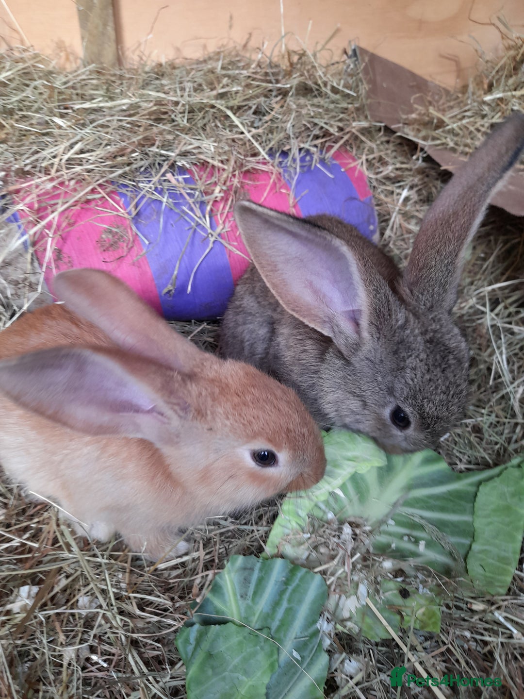 Continental Giant rabbits for sale: Beautiful Giant Continental Babies - Image 8