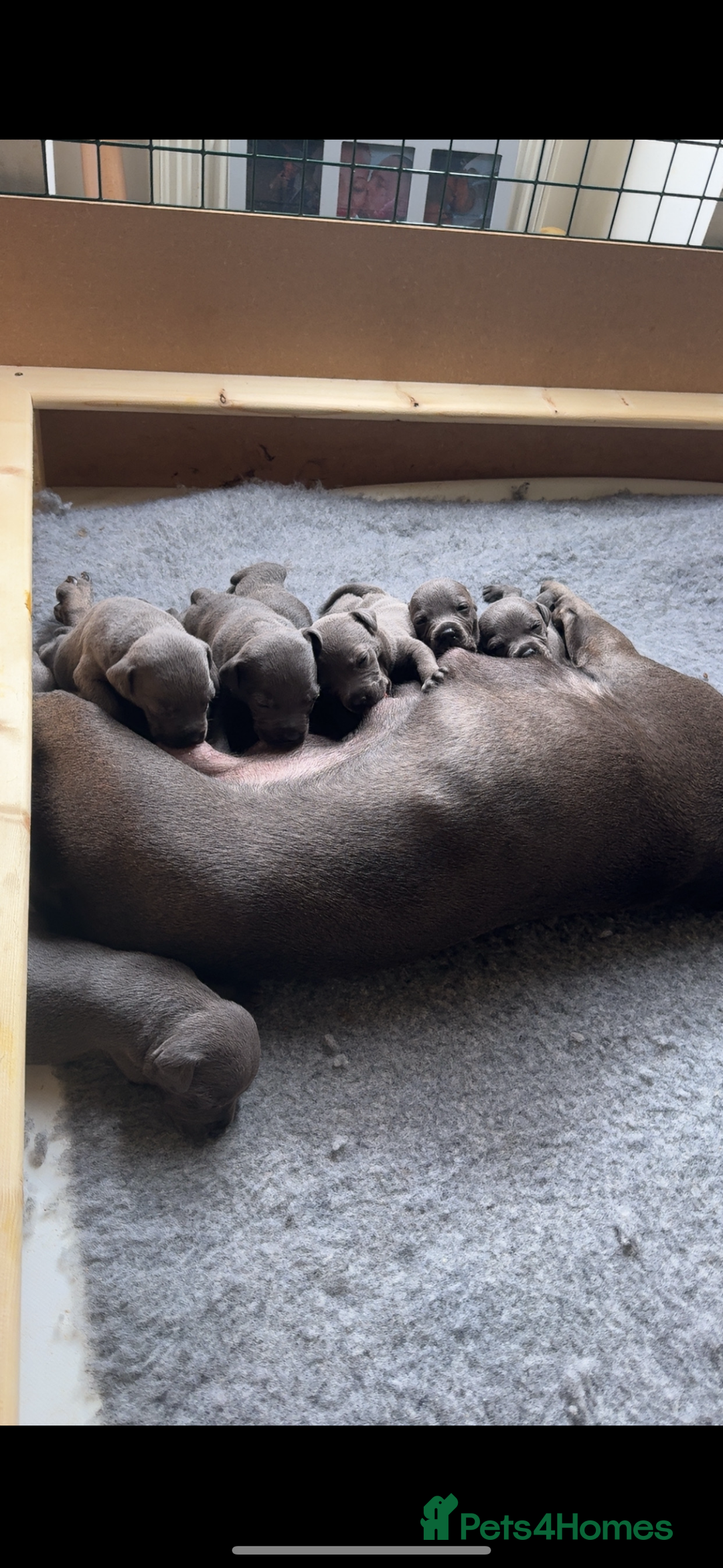 Staffordshire Bull Terrier dogs for sale: Beautiful blue staffy pups excellent pedigree  - Image 2