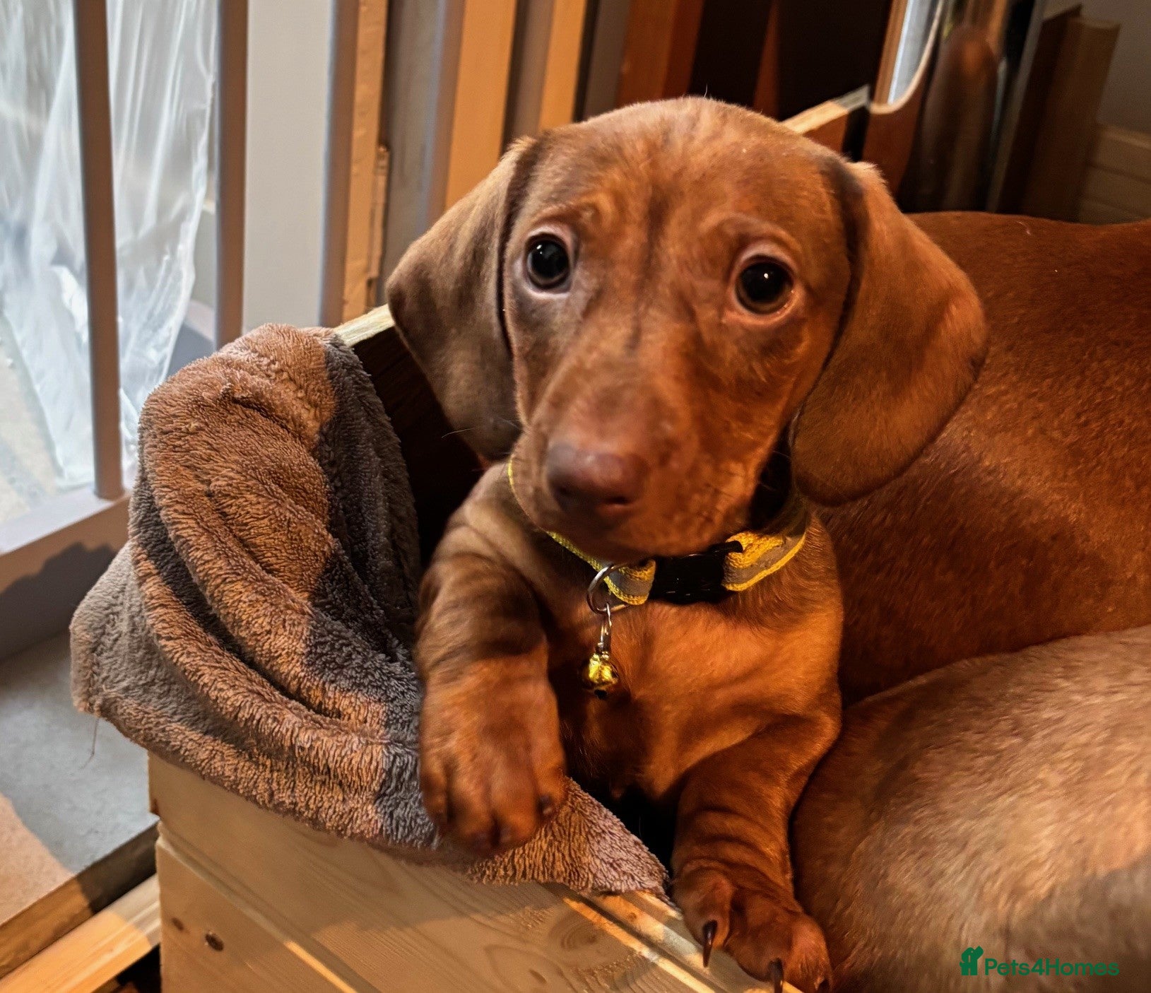 Miniature Dachshund dogs Full of fun Miniature Dachshunds  - Advert 11