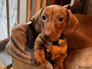 Miniature Dachshund dogs Full of fun Miniature Dachshunds - Advert 11