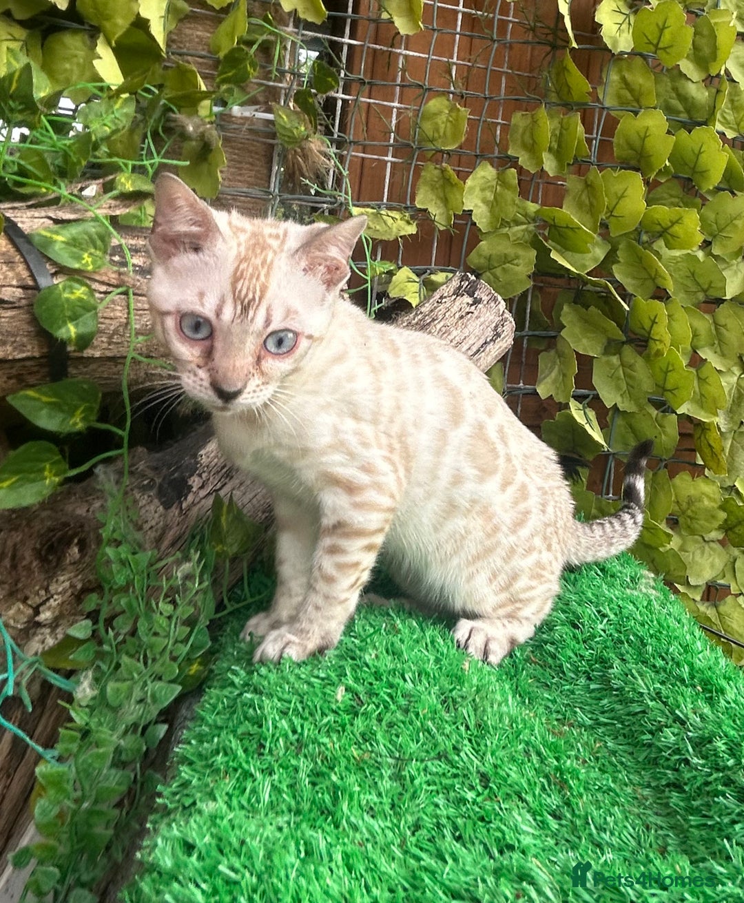 Bengal cats for sale: Two incredibly friendly TICA reg kittens  in Darwen - Image 5
