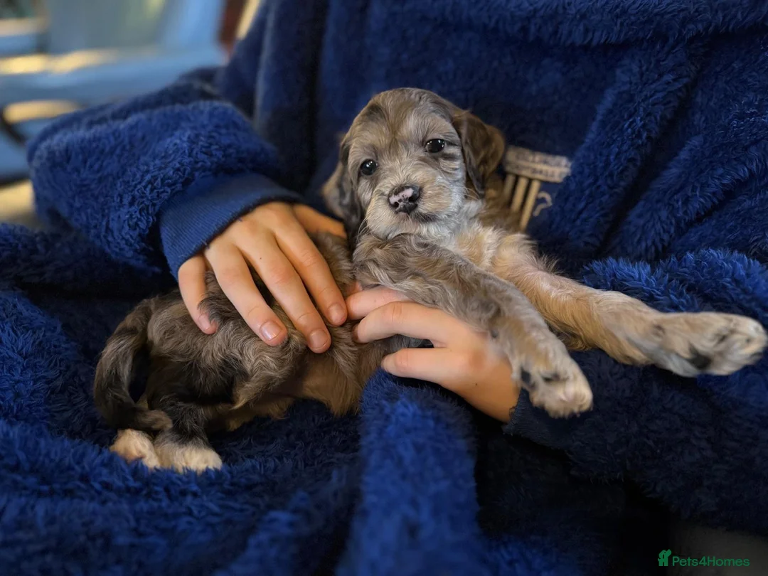 Irish Doodle dogs for sale: Irish Doodles (Mini)  - Advert 14