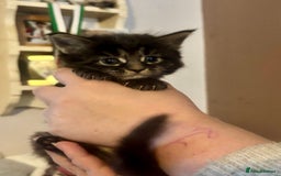 Maine Coon cats for sale: 4 Maine Coon Kittens - Just 2 left - Image 11