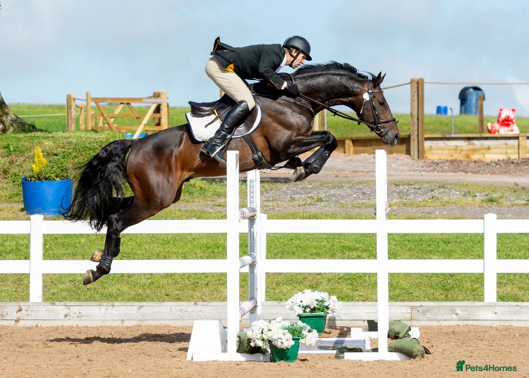 Irish Sports horses for sale: Teens horse / mother / daughter share - Image 28