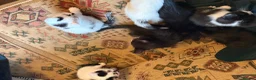 Mixed Breed cats for sale: Seven beautiful kittens that need new homes - Advert 4