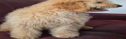 Mini Goldendoodle dogs for sale: Goldendoodle F1 apricot girl available  - Advert 3