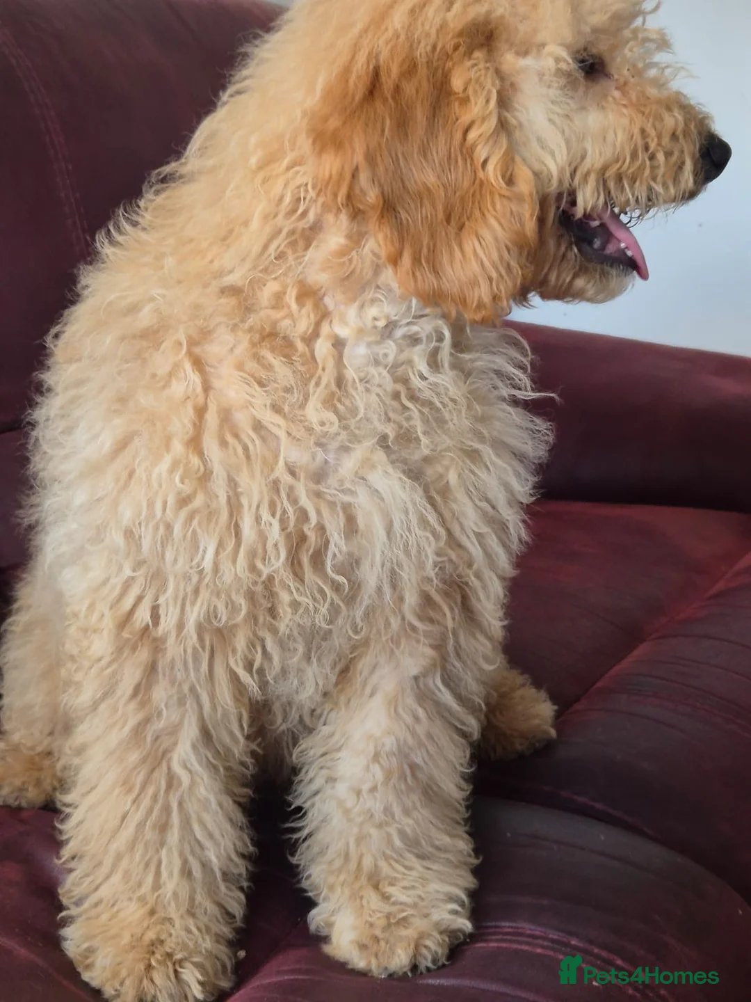 Mini Goldendoodle dogs for sale: Goldendoodle F1 apricot girl available  - Advert 3