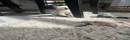 Siamese cats for sale: Siamese  - Advert 5