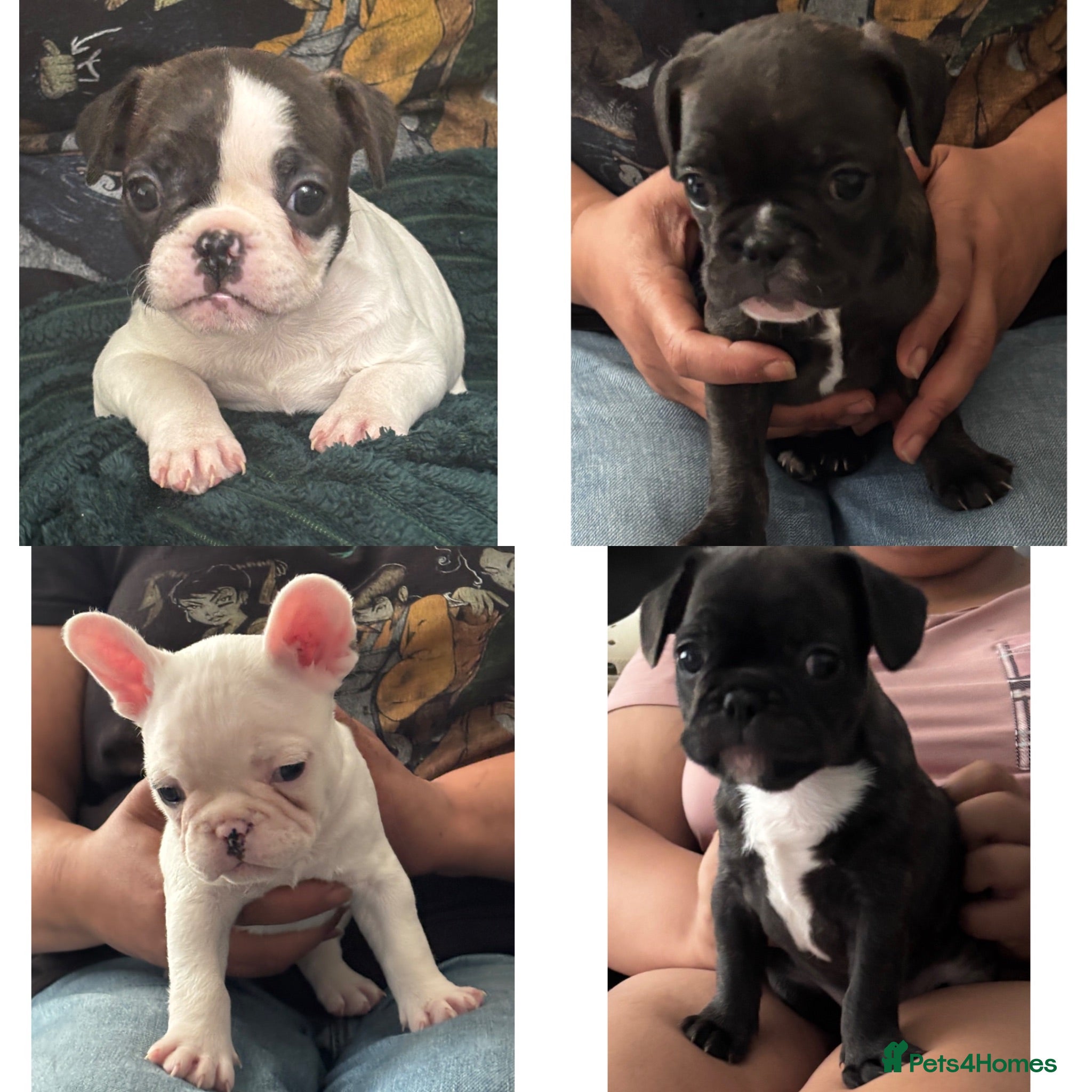 French Bulldog dogs Beautiful French bulldog puppies 2 males 2 females - Advert 12