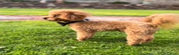 Toy Poodle dogs for stud: ONLY 3KG 9INCH Red DNA Tested Toy Poodle STUDS!! in Welshpool - Advert 6