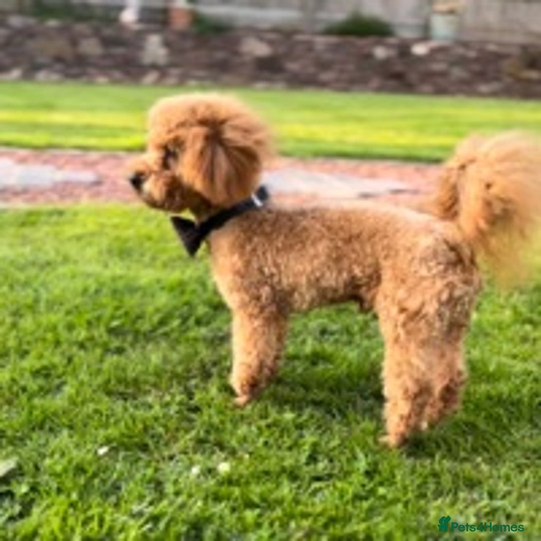 Toy Poodle dogs for stud: ONLY 3KG 9INCH Red DNA Tested Toy Poodle STUDS!! in Welshpool - Advert 6