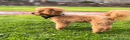 Toy Poodle dogs for stud: ONLY 3KG 9INCH Red DNA Tested Toy Poodle STUDS!! in Welshpool - Advert 6