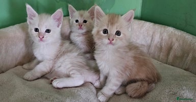 Maine Coon cats - Advert 5