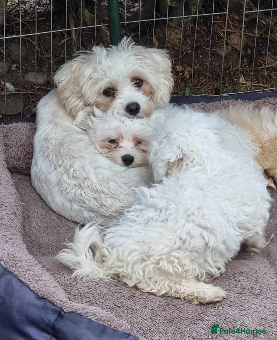 Mixed Breed dogs for sale: Bichon puppies  - Image 4