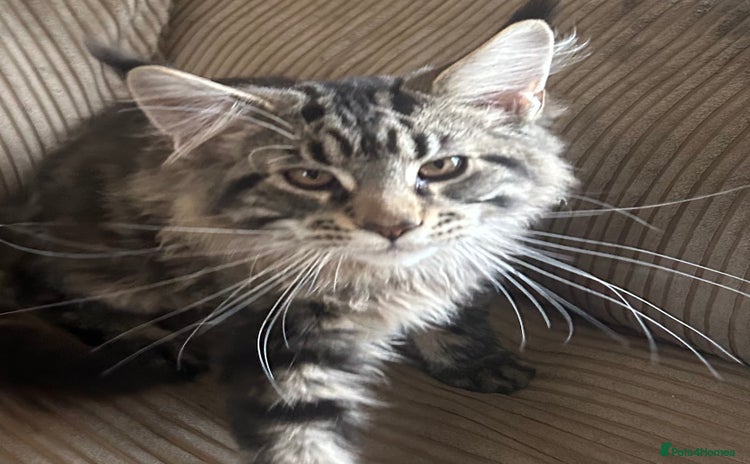 Maine Coon cats - Advert 1