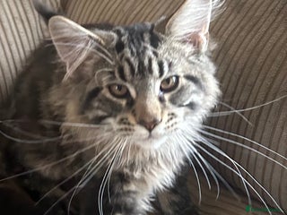 Maine Coon cats - Advert 35