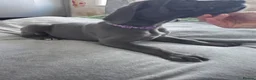 Great Dane dogs for sale: Purple collar  - Advert 4