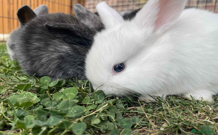 Mini Lop rabbits - Advert 4