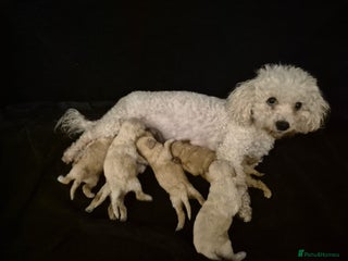 Poochon dogs Poochon Puppies 🐩🐾 - Advert 4