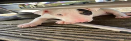 English Bull Terrier dogs for sale: Beautiful puppies in Edinburgh - Advert 2