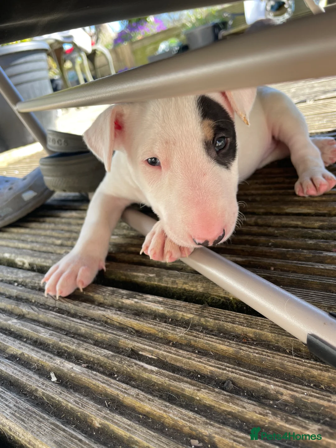 English Bull Terrier dogs for sale: Beautiful puppies in Edinburgh - Advert 2