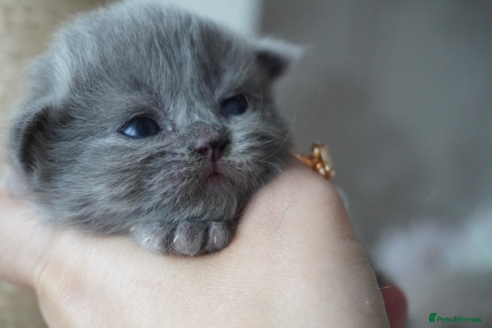 Scottish Fold cats Beautiful kittens - Advert 2