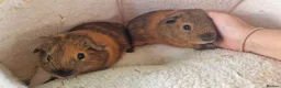 Guinea Pig rodents for sale: Teddy guinea pig - Advert 3