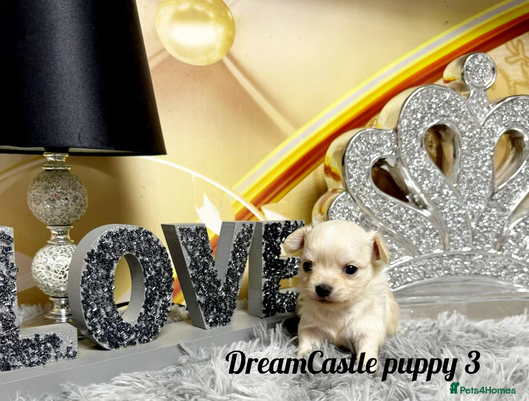 Chihuahua dogs for sale: KC reg Long coat boys available  - Advert 9