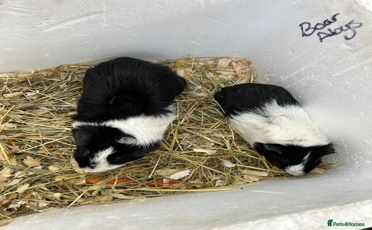 Guinea Pig rodents - Advert 19