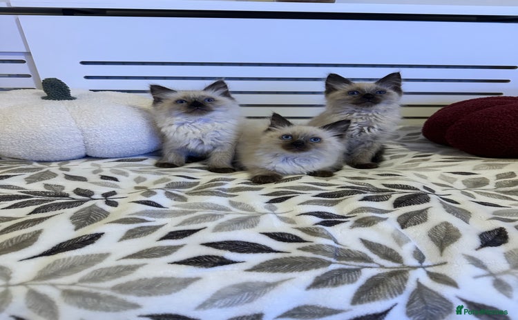Ragdoll cats - Advert 4