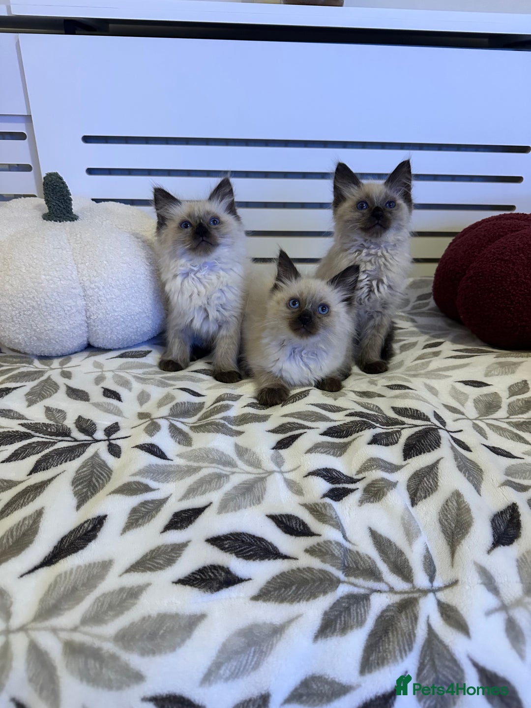 Ragdoll cats for sale: 3 brothers ready for forever homes pure Ragdoll - Image 1