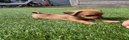 Jackshund dogs for sale: 🐾 Adorable Chiweenie Puppies - Advert 9