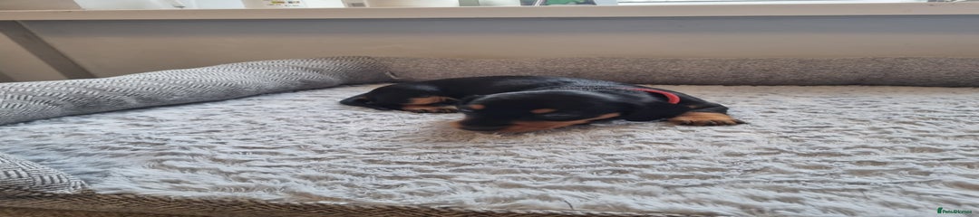 Black and tan red collar