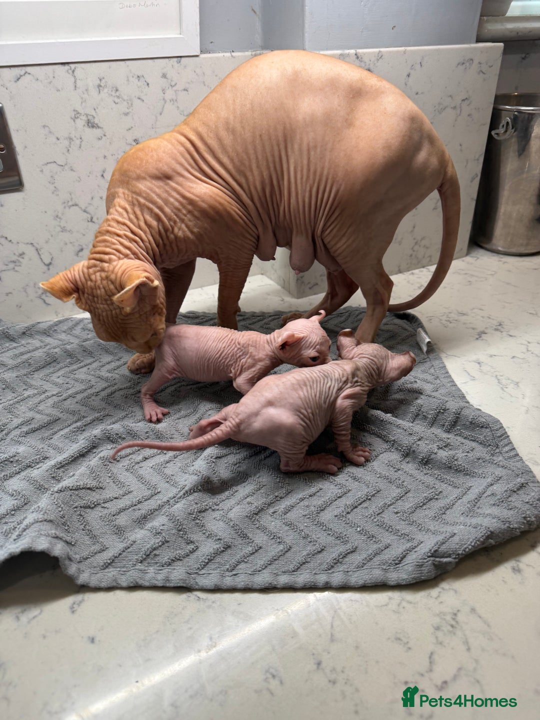 Sphynx cats for sale: Elf SPHYNX  - Image 6