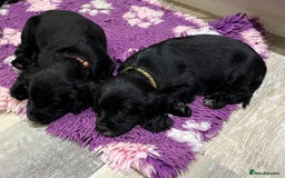 Cocker Spaniel dogs for sale: 4 stunning girl show cocker spaniels - Image 9
