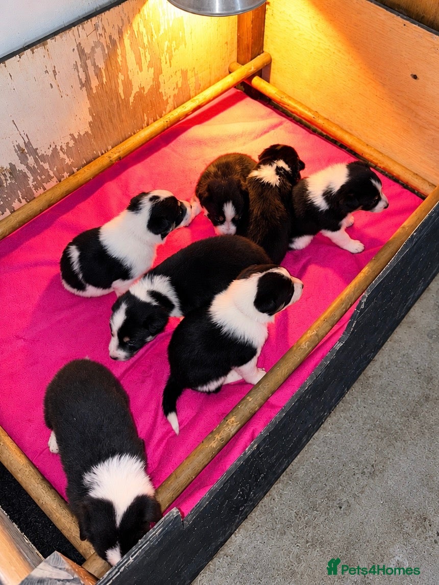Border Collie dogs for sale: GORGEOUS BORDER COLLIE PUPPIES - Advert 2