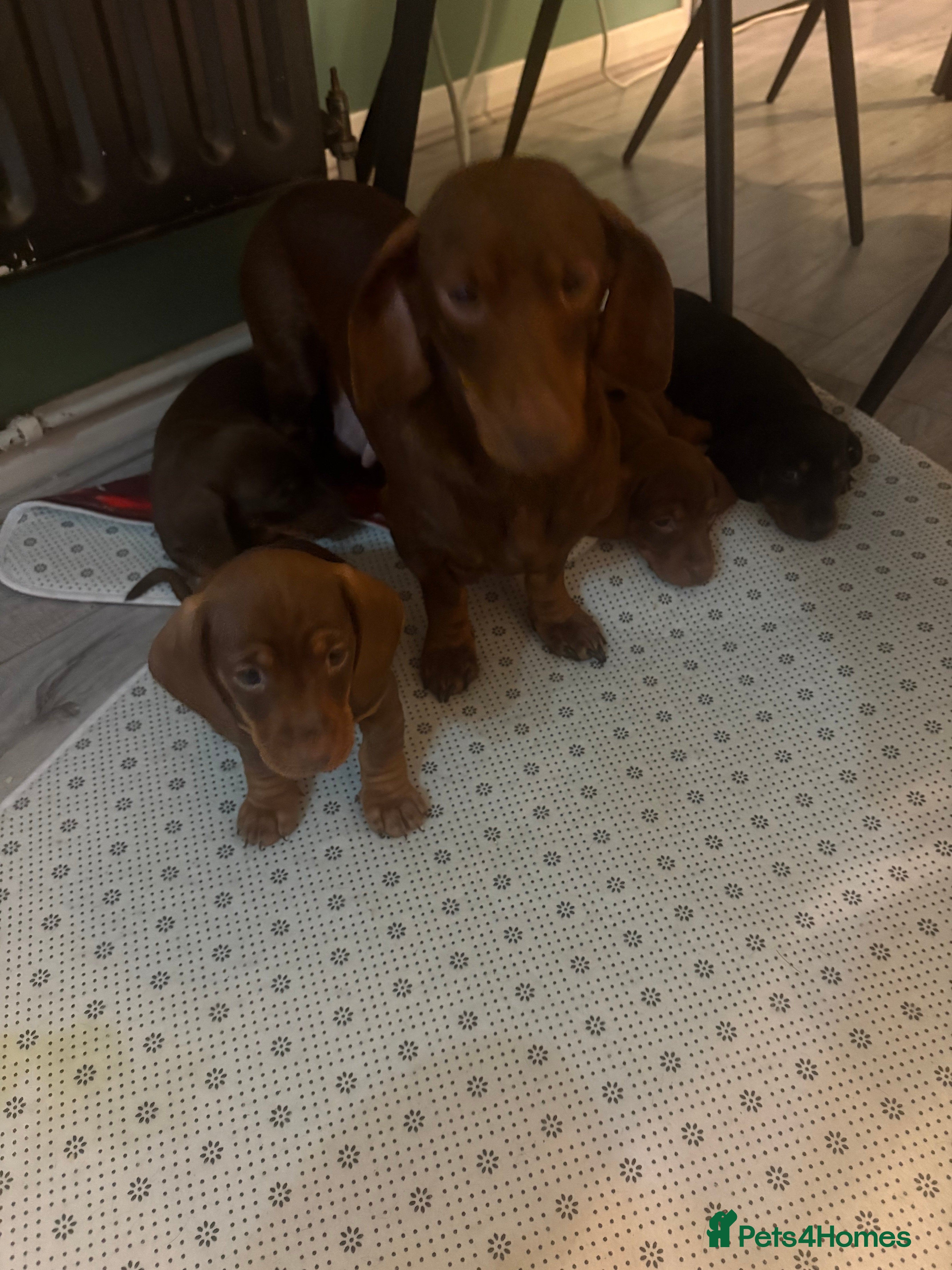 Miniature Dachshund dogs Miniature Dachshund - Advert 1