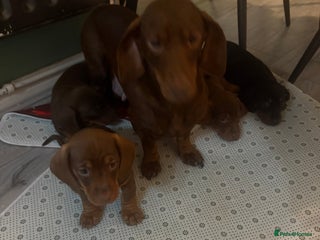 Miniature Dachshund dogs Miniature Dachshund - Advert 1