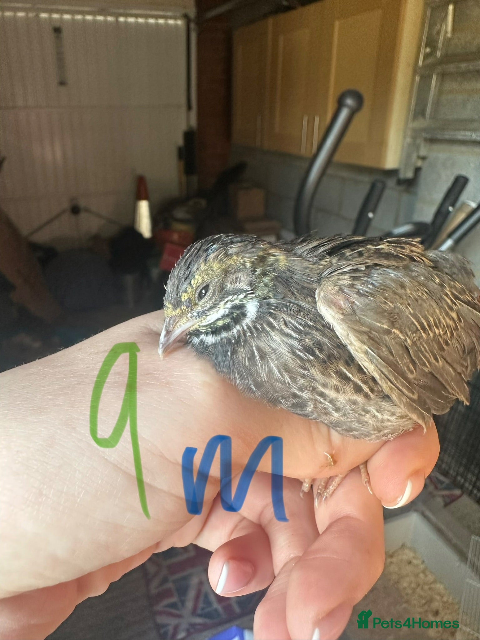 Quail poultry Chinese painted quails - Advert 8
