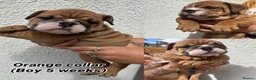 English Bulldog dogs for sale: STUNNING TRADITIONAL ENGLISH BULLDOG - Advert 25