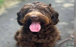 Mixed Breed dogs for sale: Gorgeous jackapoo puppies boy and girl  - Image 9