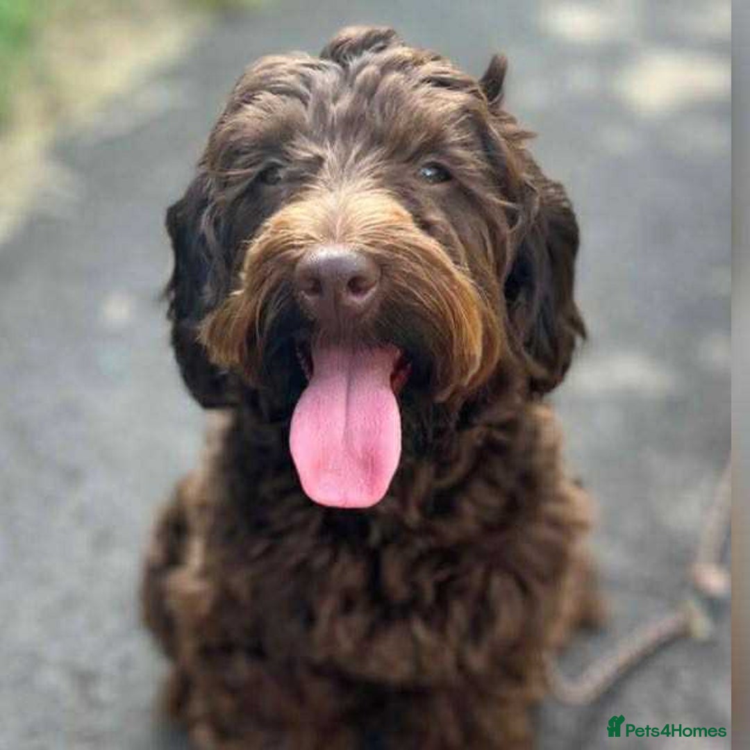 Mixed Breed dogs for sale: Gorgeous jackapoo puppies boy and girl  - Image 9