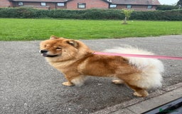 Mixed Breed dogs for sale: Chowbull pups for sale - Image 2
