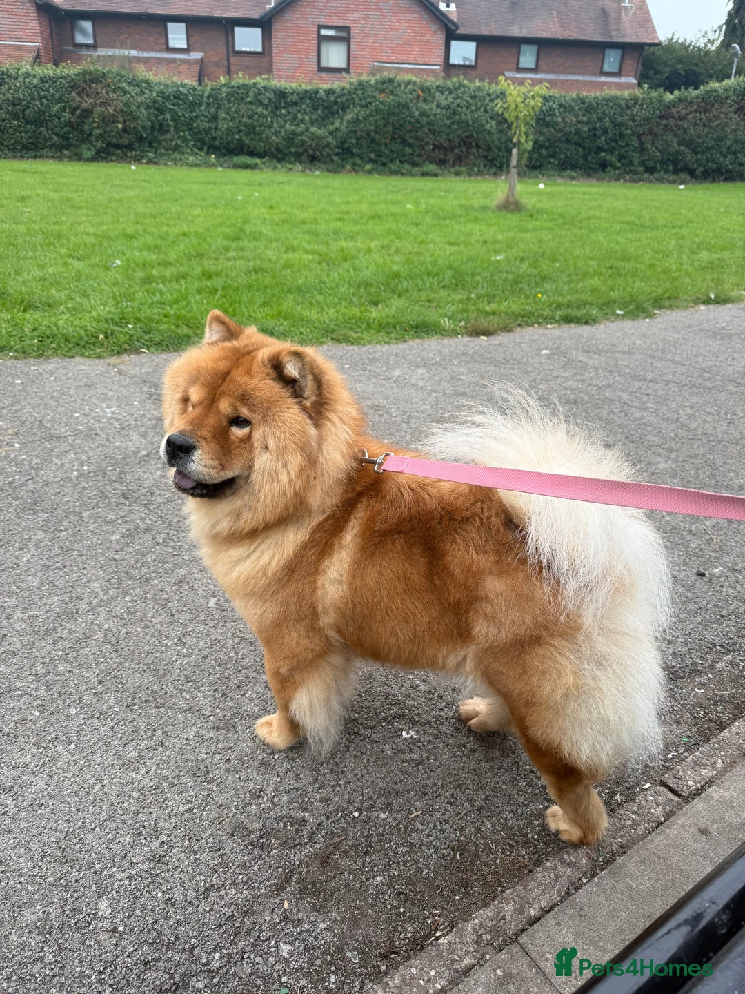 Mixed Breed dogs for sale: Chowbull pups for sale - Image 2