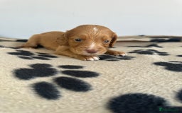 Cocker Spaniel dogs for sale: Working Cocker spaniel puppies  - Image 13